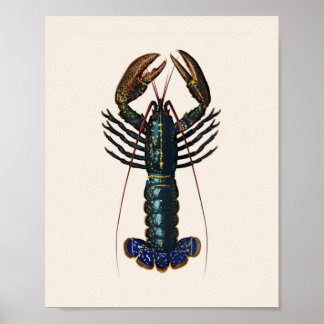 Poster Lobster - Homard Commun