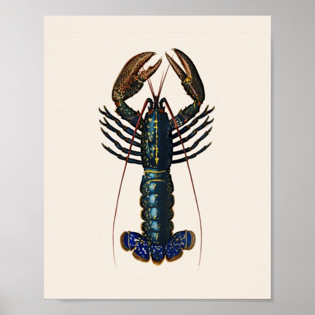 Poster Lobster - Homard Commun (Frente)
