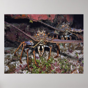 Poster Lobster Stare