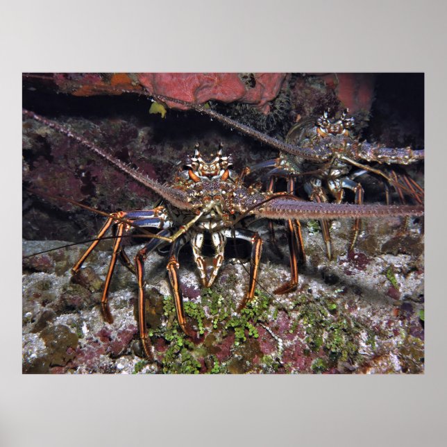 Poster Lobster Stare (Frente)