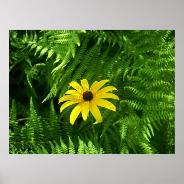 Pôster Local pacífico (Frente)