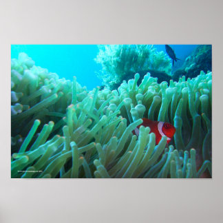 Poster Localizando Nemo