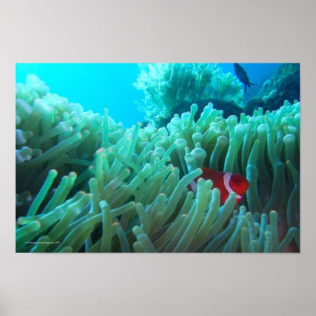 Poster Localizando Nemo (Frente)