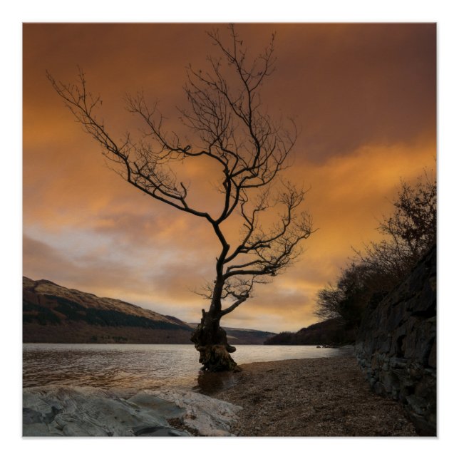 Pôster Lock Lomond Firkin Point Solteiro Tree Sunrise (Frente)
