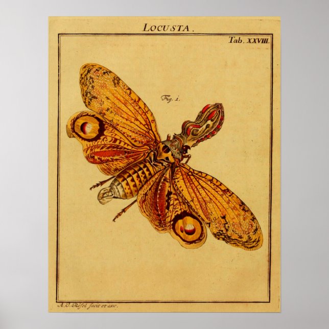 Pôster Locusta (Frente)