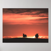 Lofoten Islands Sunset Sheep Nature Foto