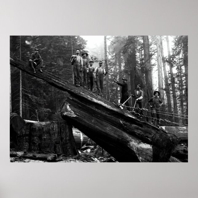 Poster LOG RIGGGING in the REDWOODS c. 1890 (Frente)