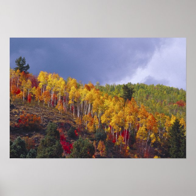 Poster Logan Canyon em Utah no outono com passagem (Frente)