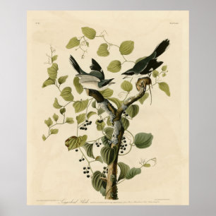 Poster Loggerhead Shrike das Aves da América de Audubon