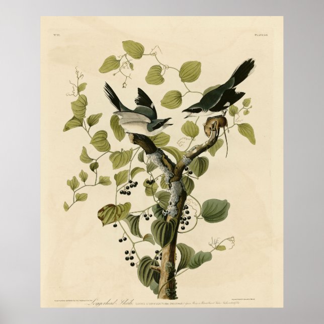 Poster Loggerhead Shrike das Aves da América de Audubon (Frente)