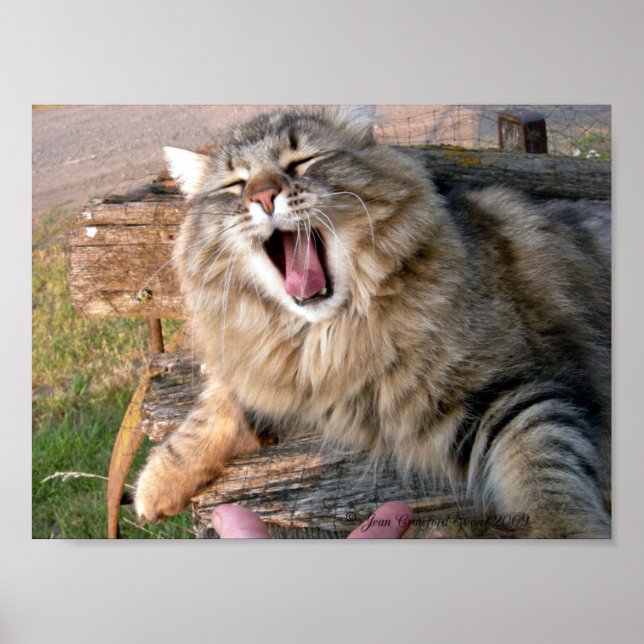 Poster LOL Maine Coon (Frente)