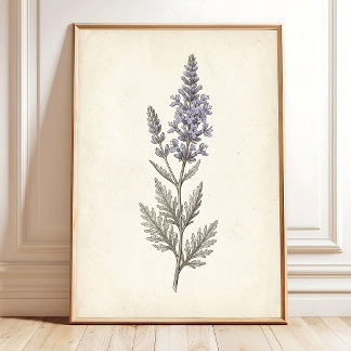 Poster Lona Botânica de Salvia Russa Vintage