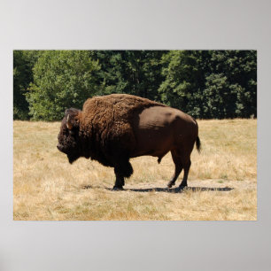 Poster Lone Buffalo