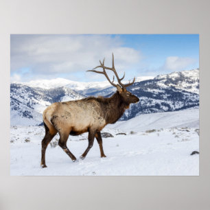 Poster Lone Bull Elk Parque Nacional Yellowstone