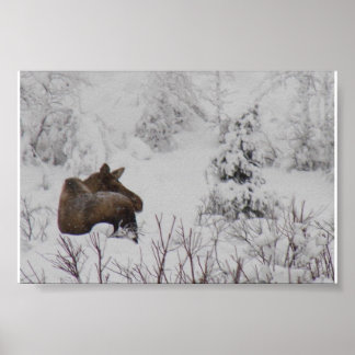 Poster Lone Moose - Logan Guinn