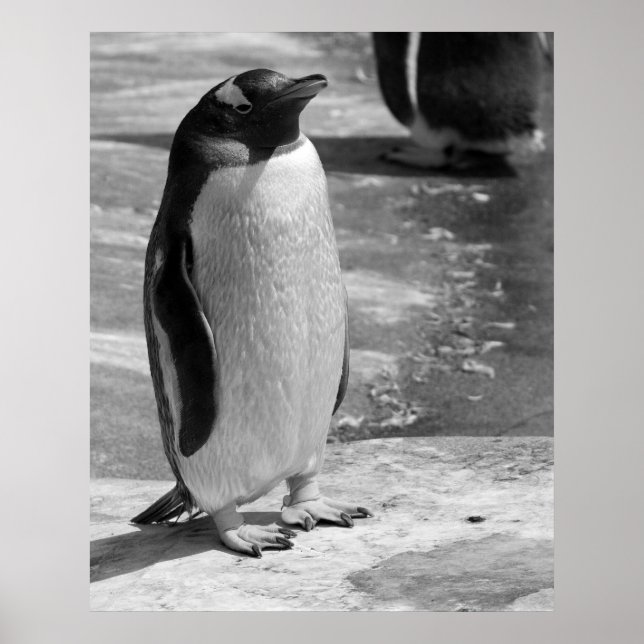 Poster "Lone Penguin" (Frente)
