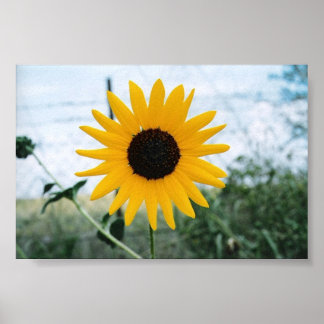 Pôster Lone Sunfloler