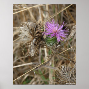 Poster Lone Thistle