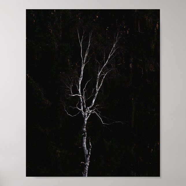 Poster Lonely white tree (Frente)