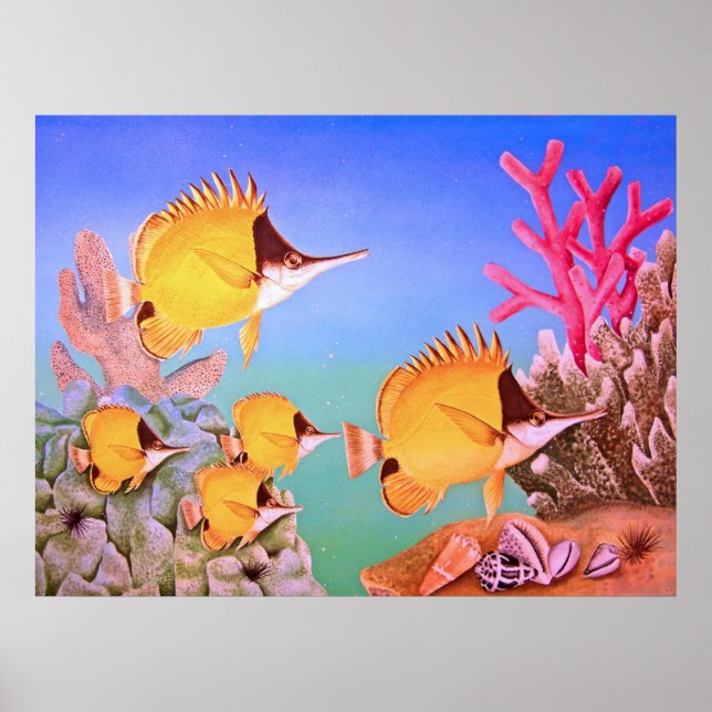 Poster Long-nose Butterfly Fish (Frente)