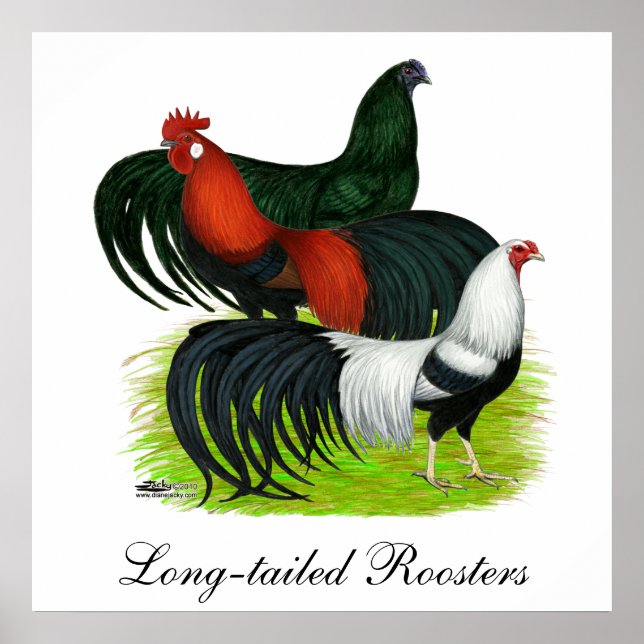 Poster Long-tailed Rooster Trio (Frente)
