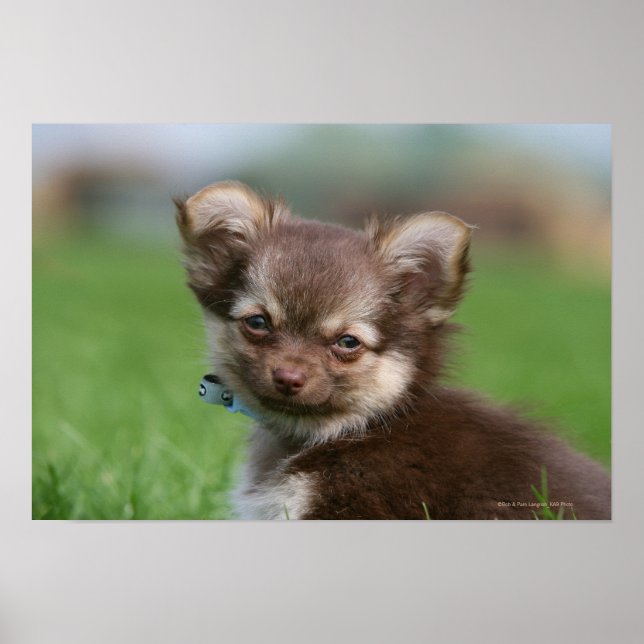 Poster Longhaired Chihuahua Puppy Olhando para a câmera (Frente)