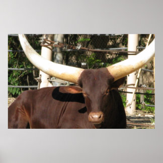 Pôster Longhorn Steer