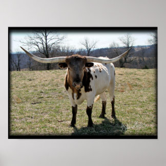 Poster Longhorn Steer {2} - escolha tamanho e canvas