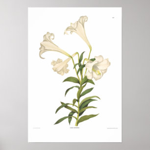 Poster Longiflorum do Lilium