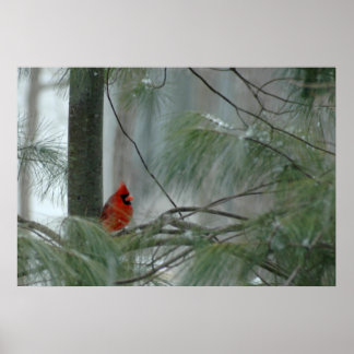 Pôster Lonley Cardinal
