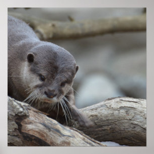 Pôster Lontra adorável