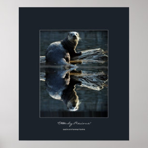 Poster Lontra de rio norte-americana em uma foto dos