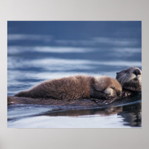 Poster lontra marinha, Enhydra lutris lutris