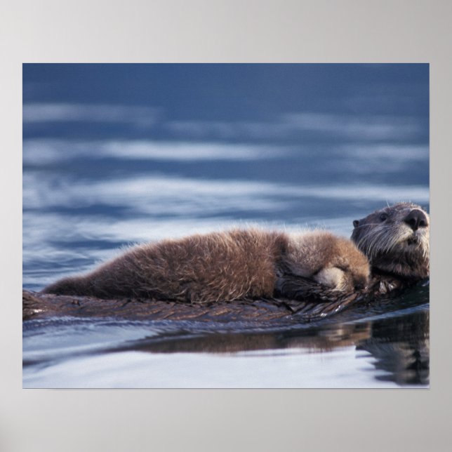 Poster lontra marinha, Enhydra lutris lutris (Frente)