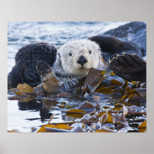 Pôster Lontra marinha envolta em kelp