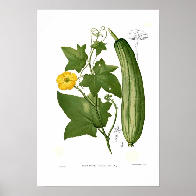 Poster Loofah (Frente)