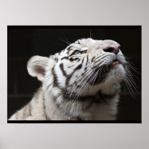 Poster Look to the Light!