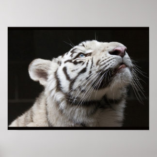 Poster Look to the Light!