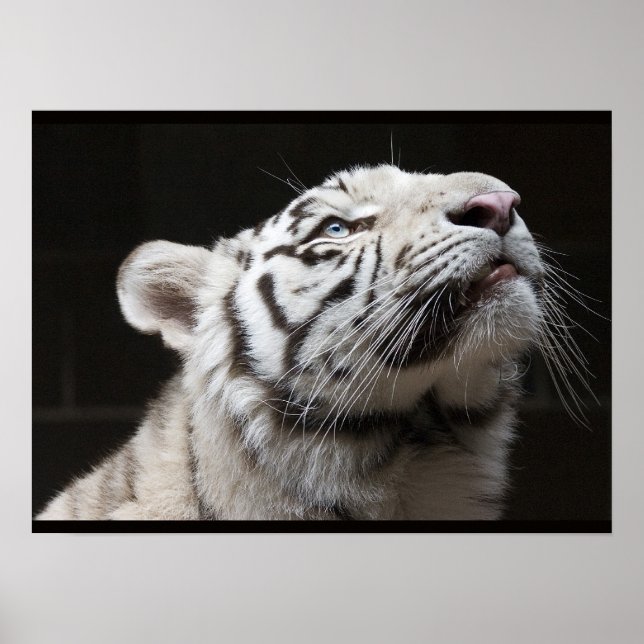 Poster Look to the Light! (Frente)