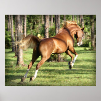 Poster Lookie Lou se divertindo