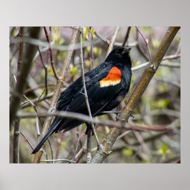 Poster Looking (Frente)