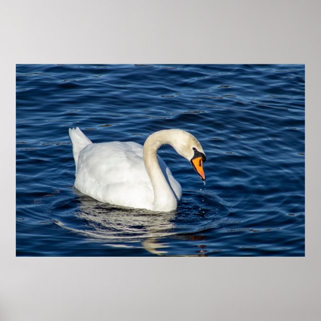 Poster Looking About (Frente)