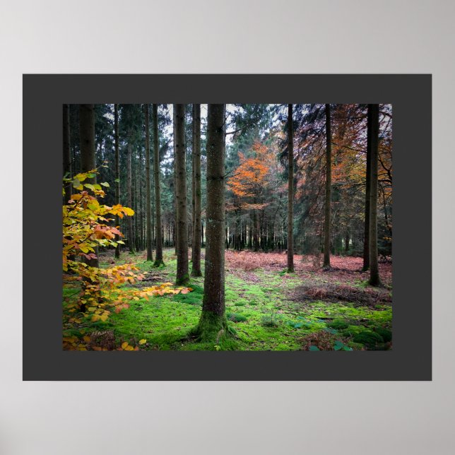 Poster "Looking through trees in the Belgian Ardennes" (Frente)
