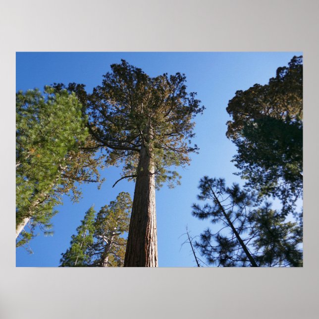 Poster Looking Up at Mariposa Grove (Frente)