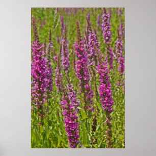 Pôster Loosestrife roxo