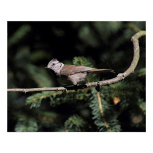 Pôster Lophophanes cristatus