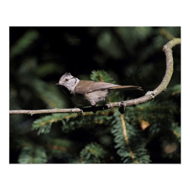 Pôster Lophophanes cristatus (Frente)