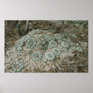 Poster Lophophora williamsii - Peyote