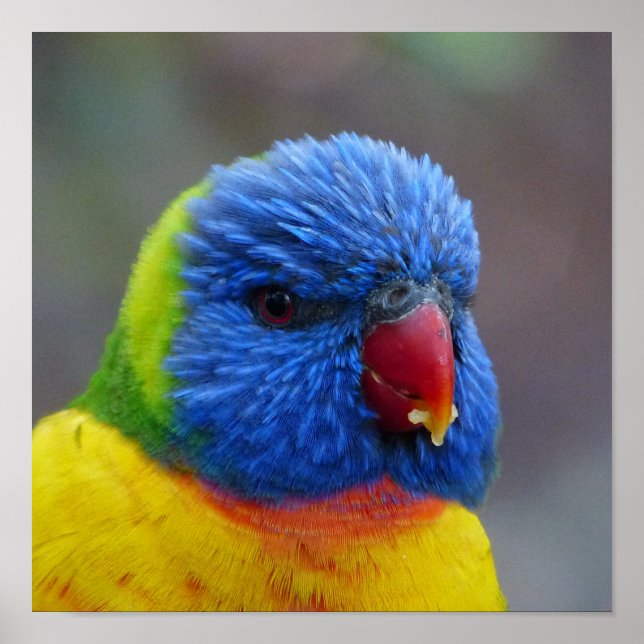 Poster Lori_2015_0203 (Frente)