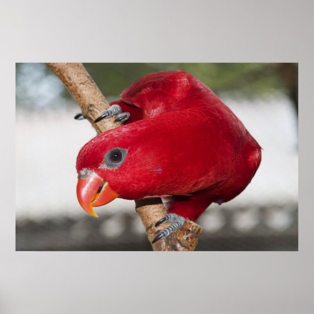Poster Lorikeet (Frente)